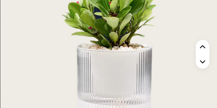 Maceta trasparente inteligente de absorción de agua automática Medida Chica 8 cm de ancho x 12cm de alto