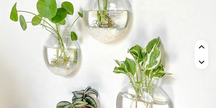 Florero creativo montado en la pared para el hogar o jardín , novedoso florero de vidrio hidropónico para plantas decorativas