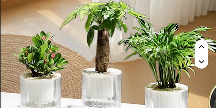 Maceta trasparente inteligente de absorción de agua automática Medida Chica 8 cm de ancho x 12cm de alto