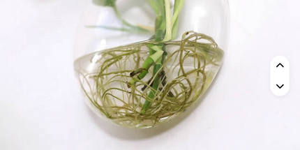 Florero creativo montado en la pared para el hogar o jardín , novedoso florero de vidrio hidropónico para plantas decorativas