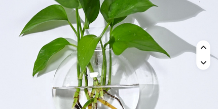 Florero creativo montado en la pared para el hogar o jardín , novedoso florero de vidrio hidropónico para plantas decorativas