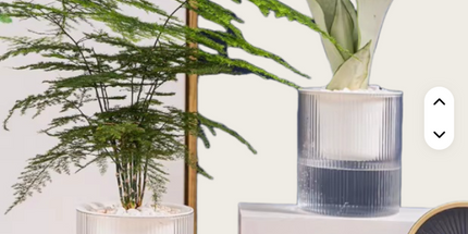 Maceta trasparente inteligente de absorción de agua automática Medida Chica 8 cm de ancho x 12cm de alto